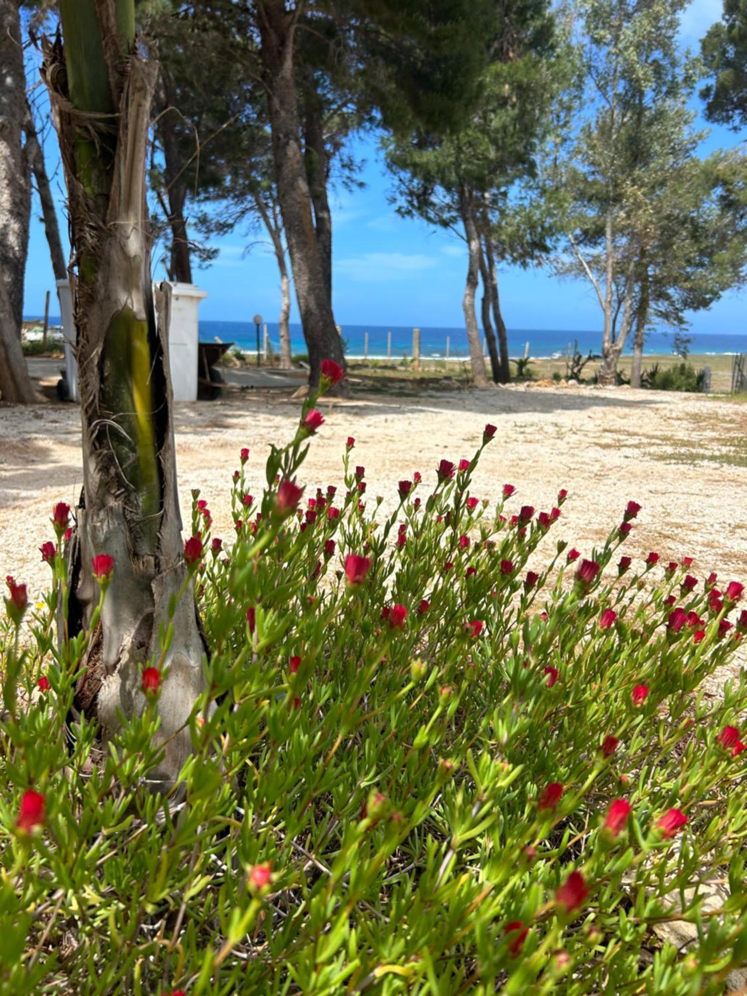 Appartamento I Tramonti Di Cofano Castelluzzo Kültér fotó